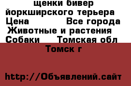 щенки бивер йоркширского терьера › Цена ­ 8 000 - Все города Животные и растения » Собаки   . Томская обл.,Томск г.